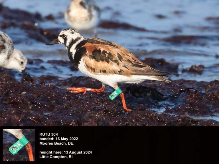 RUTU-BY_Ruddy-Turnstone