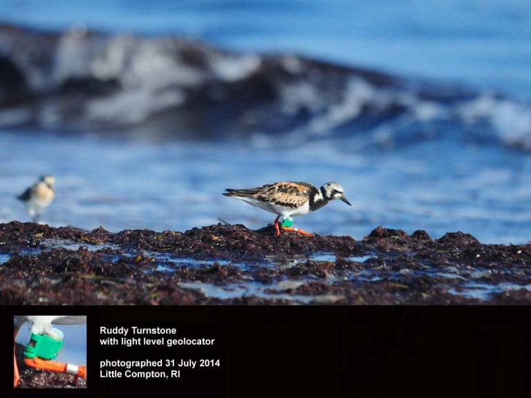 RUTU-BZ_Ruddy-Turnstone
