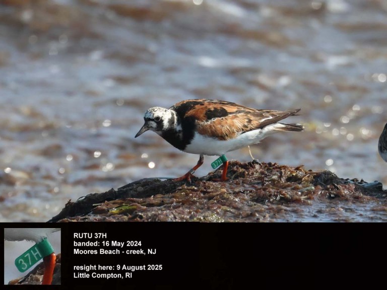 RUTU-CA_Ruddy-Turnstone