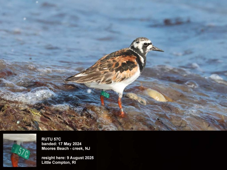 RUTU-CB_Ruddy-Turnstone