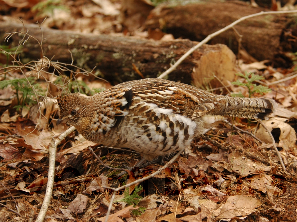 RUGR-AA_Ruffed-Grouse