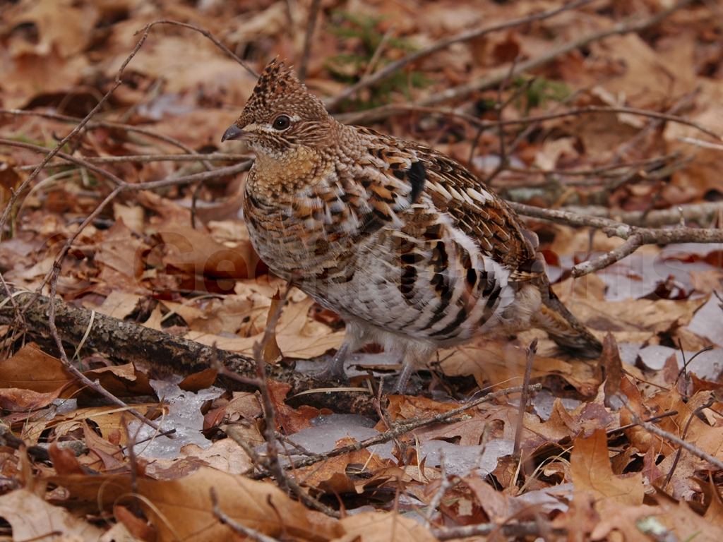 RUGR-AB_Ruffed-Grouse