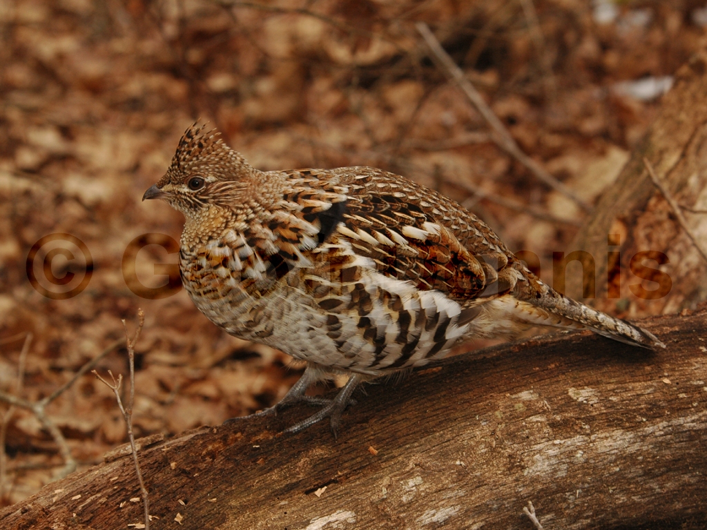RUGR-AC_Ruffed-Grouse
