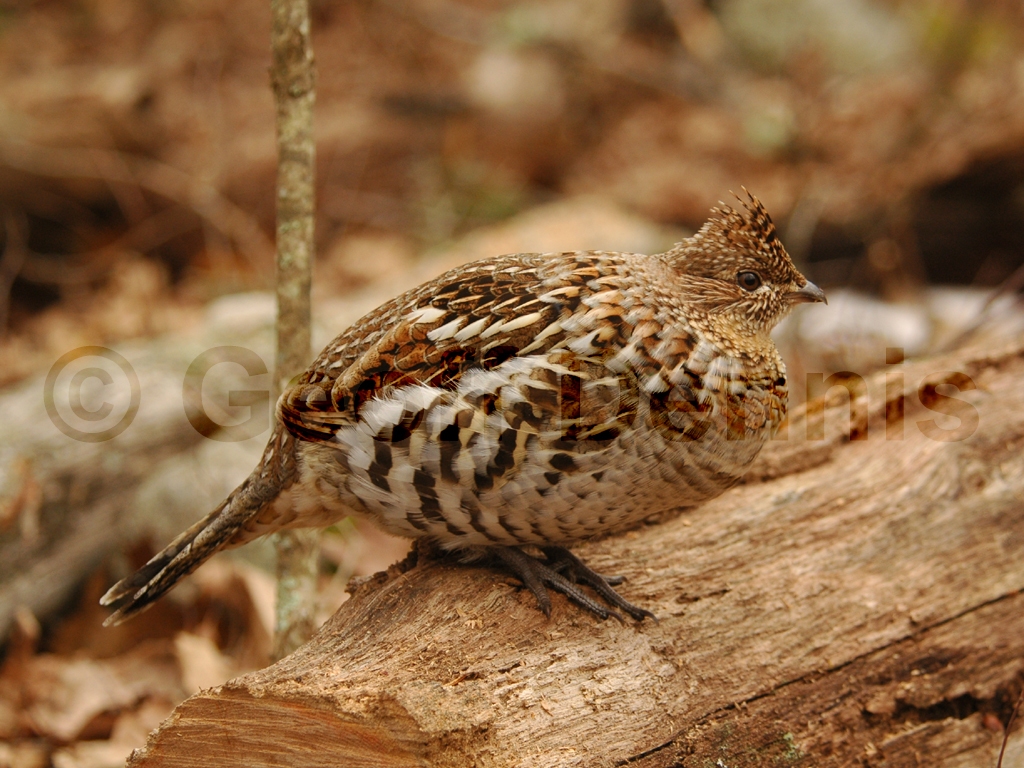 RUGR-AD_Ruffed-Grouse
