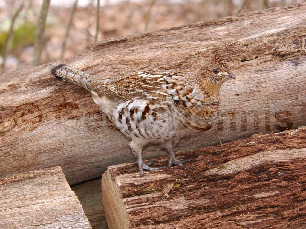 RUGR-AE_Ruffed-Grouse