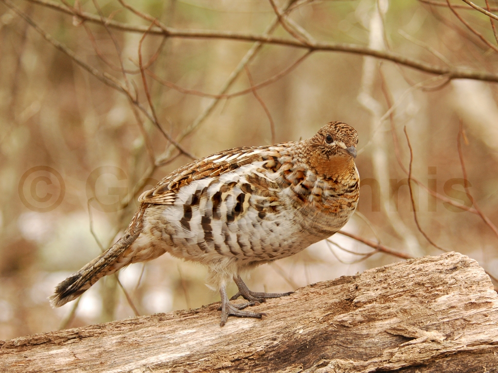 RUGR-AF_Ruffed-Grouse
