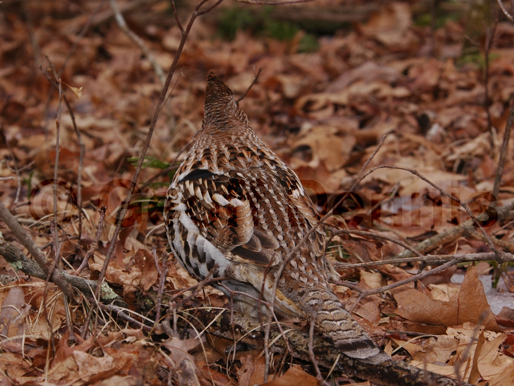 RUGR-AG_Ruffed-Grouse