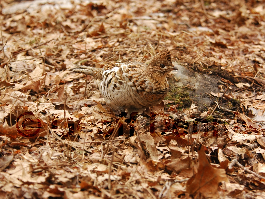 RUGR-AH_Ruffed-Grouse