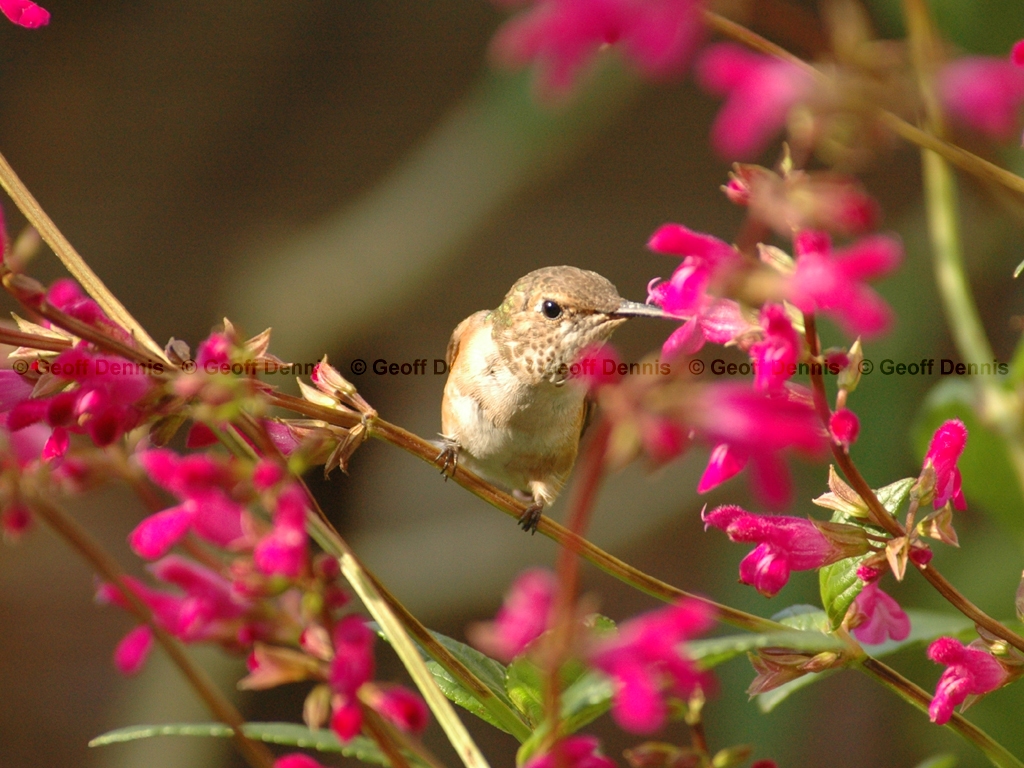 RUHU-8-AD_Rufous-type-Hummingbird