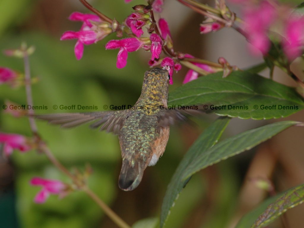 RUHU-8-AH_Rufous-type-Hummingbird