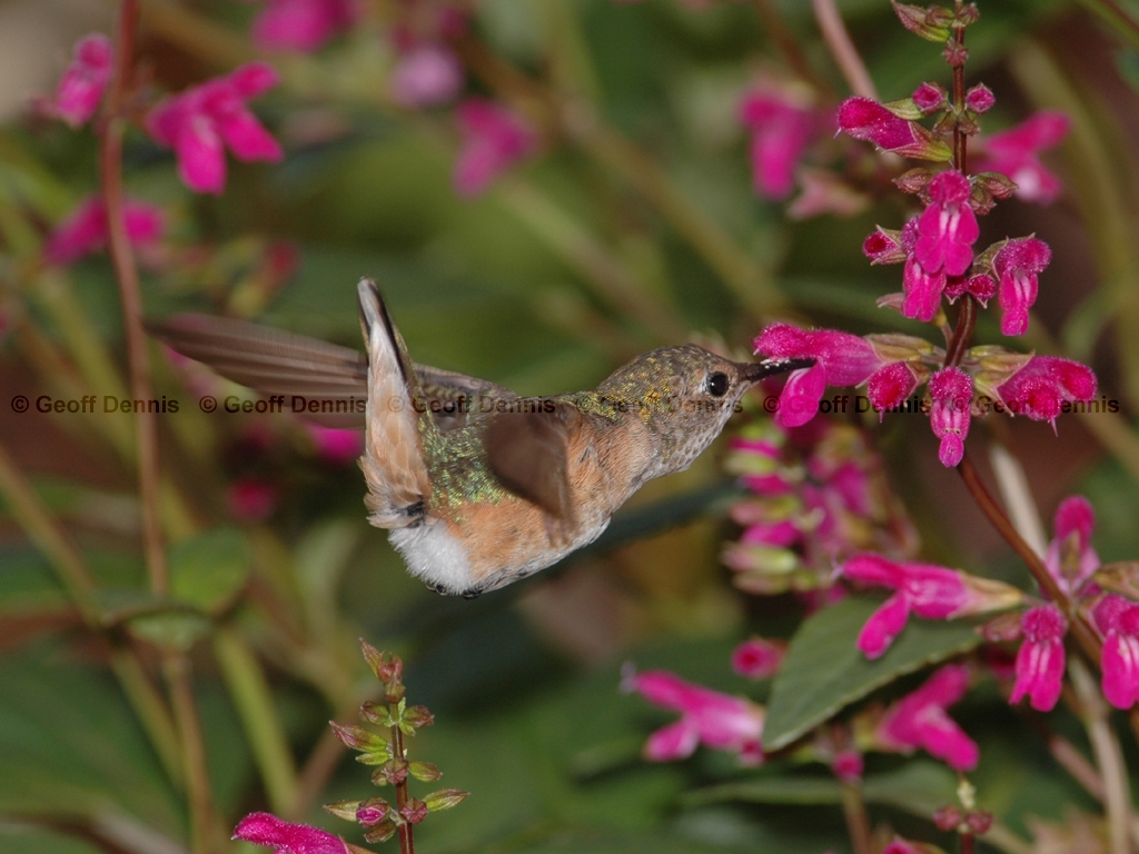RUHU-8-AL_Rufous-type-Hummingbird