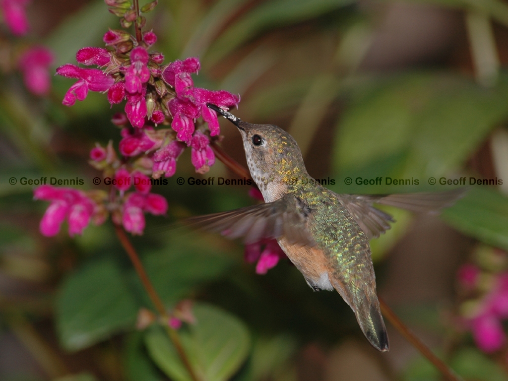 RUHU-8-AM_Rufous-type-Hummingbird