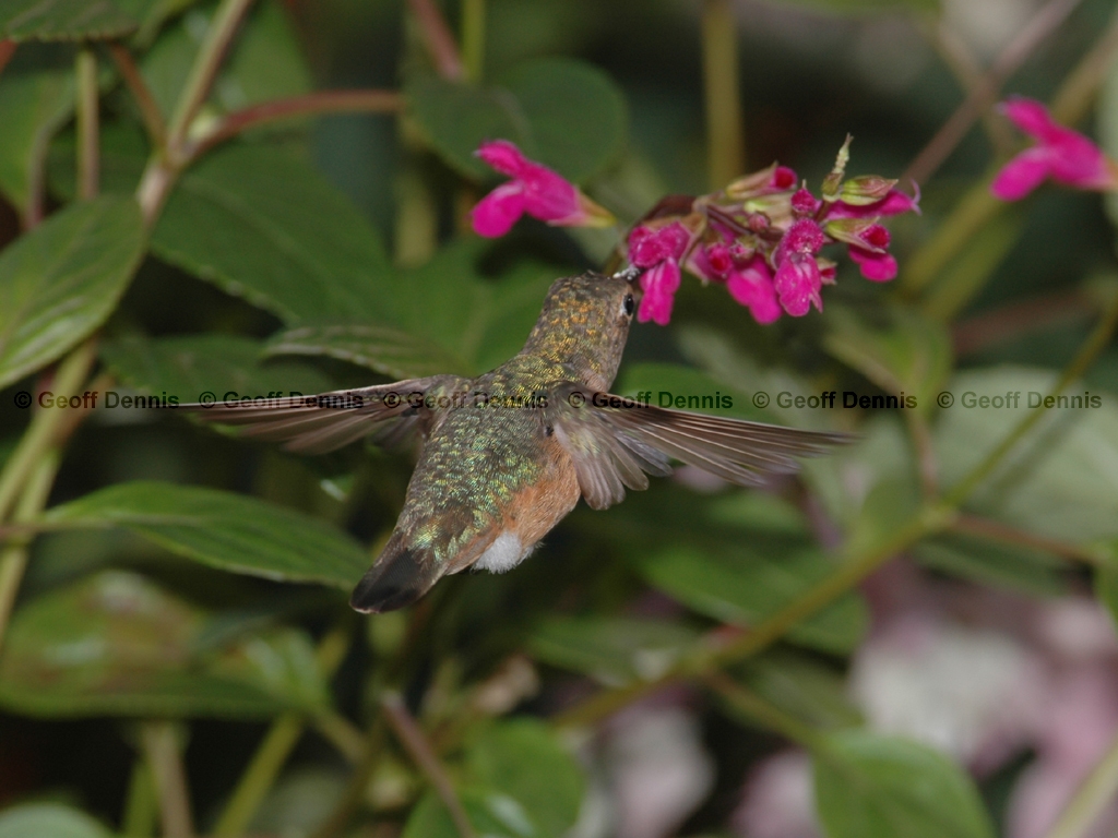 RUHU-8-AN_Rufous-type-Hummingbird