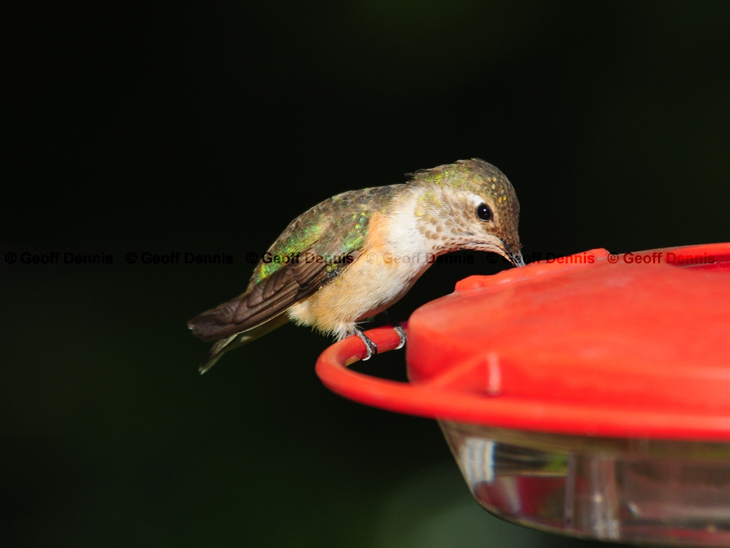 RUHU-18-AC_Rufous-type-Hummingbird
