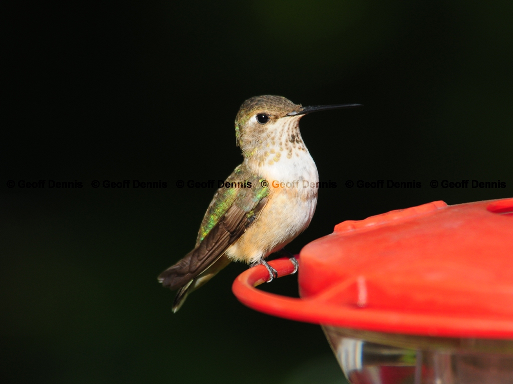 RUHU-18-AE_Rufous-type-Hummingbird