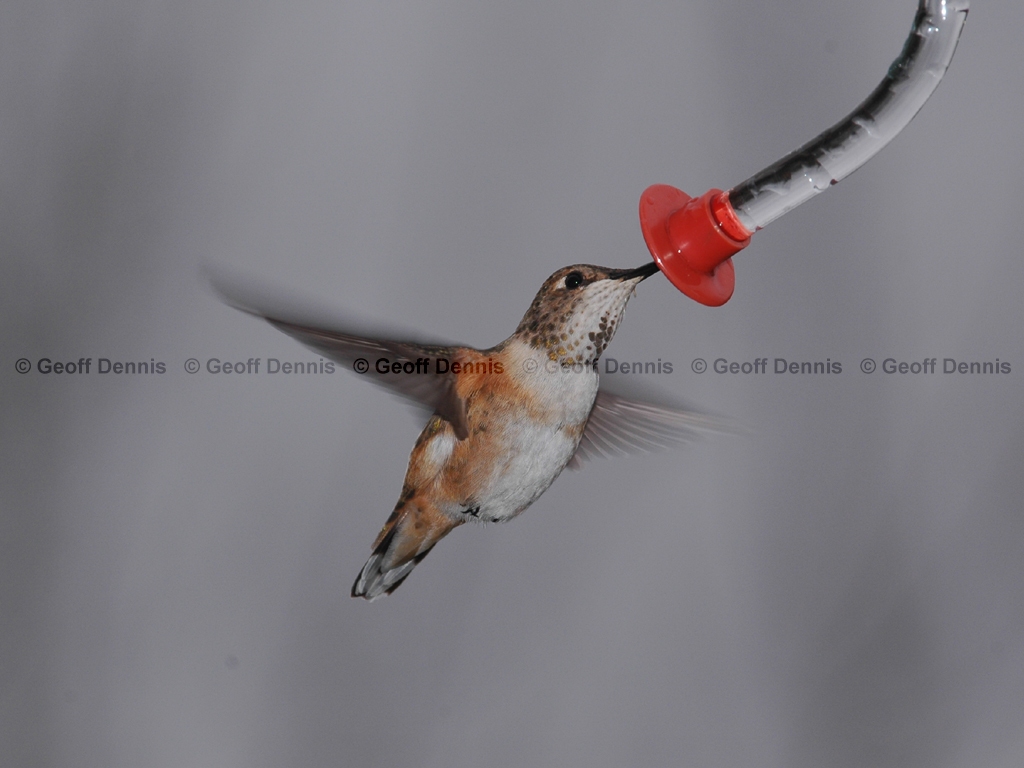RUHU-11-AB_Rufous-Hummingbird