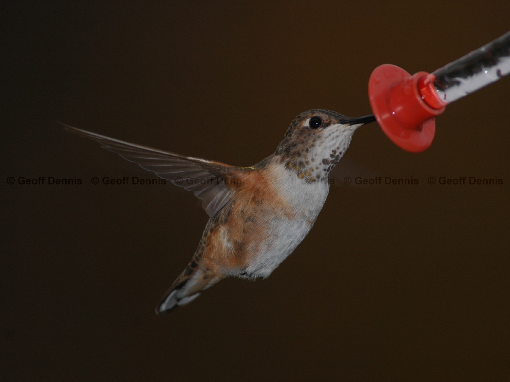 RUHU-11-AF_Rufous-Hummingbird