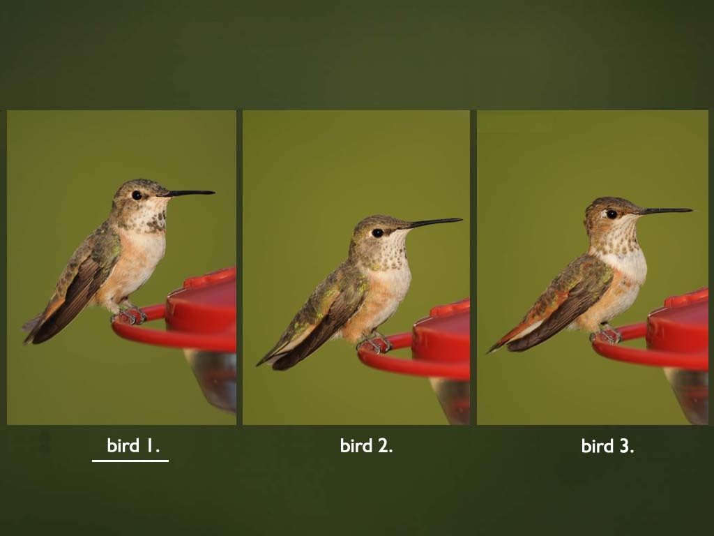 RUHU-15-AA_Rufous-type-Hummingbird