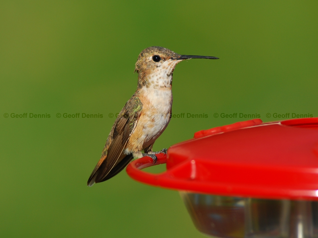 RUHU-15-AF_Rufous-type-Hummingbird