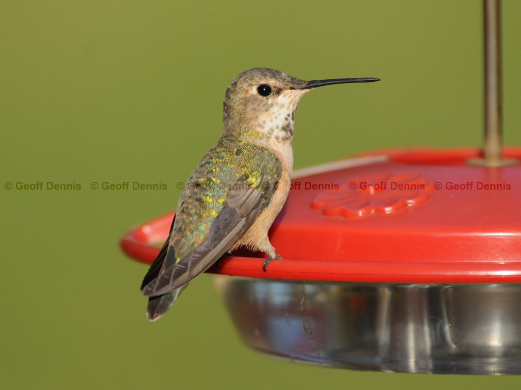RUHU-15-AJ_Rufous-type-Hummingbird
