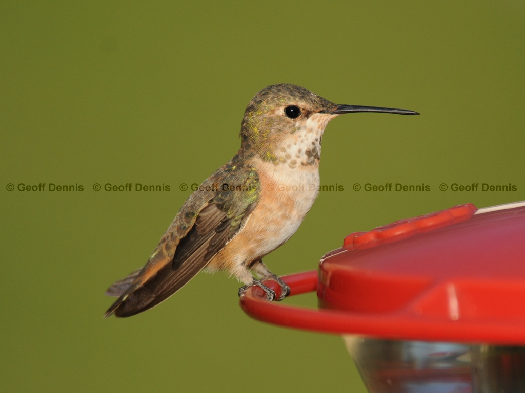 RUHU-15-AL_Rufous-type-Hummingbird