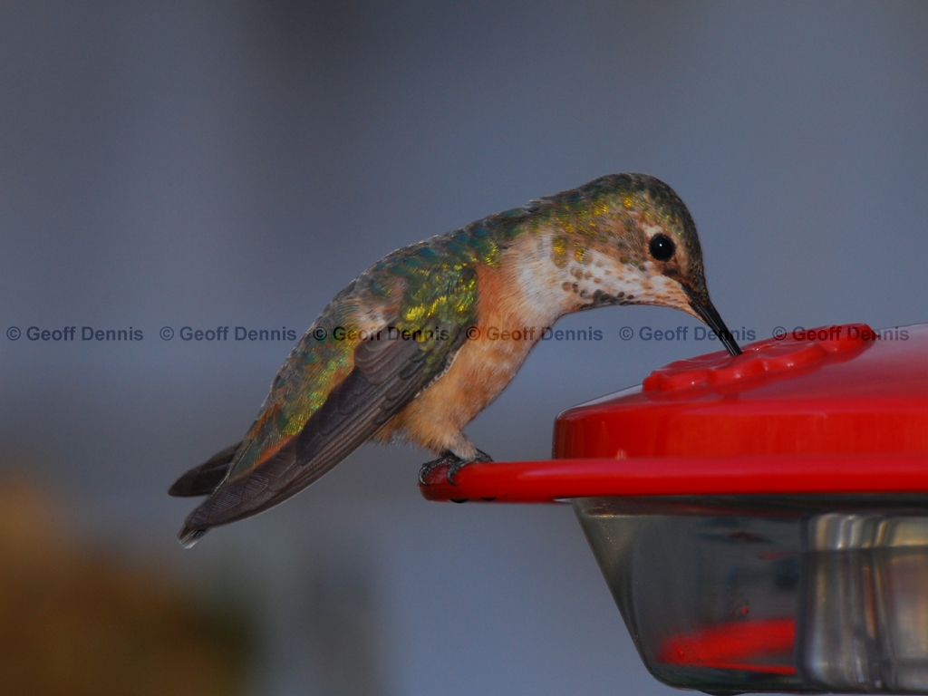 RUHU-15-AO_Rufous-type-Hummingbird