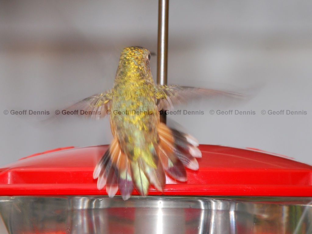 RUHU-15-AR_Rufous-type-Hummingbird