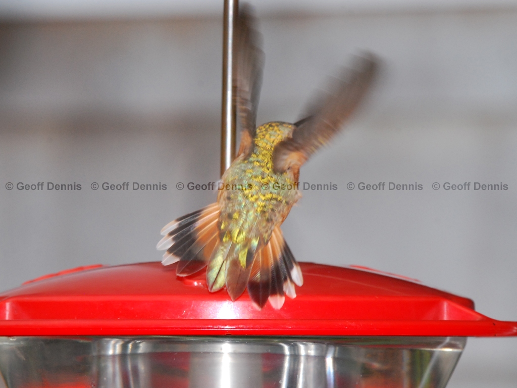 RUHU-15-AS_Rufous-type-Hummingbird