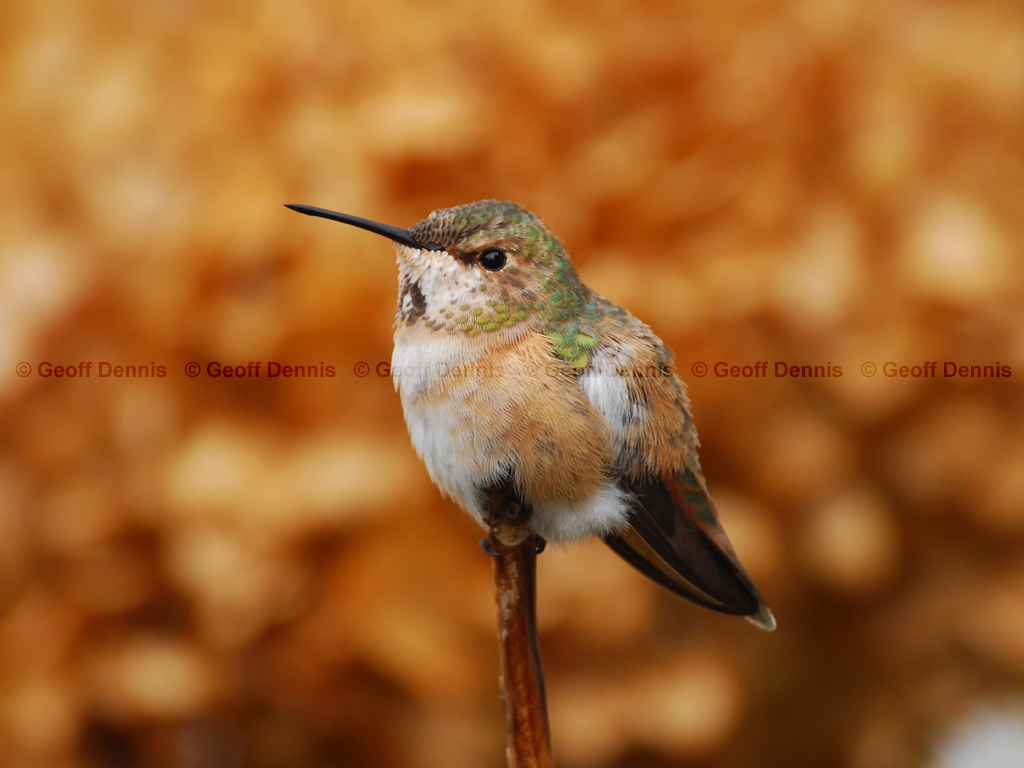 RUHU-15-AU_Rufous-type-Hummingbird