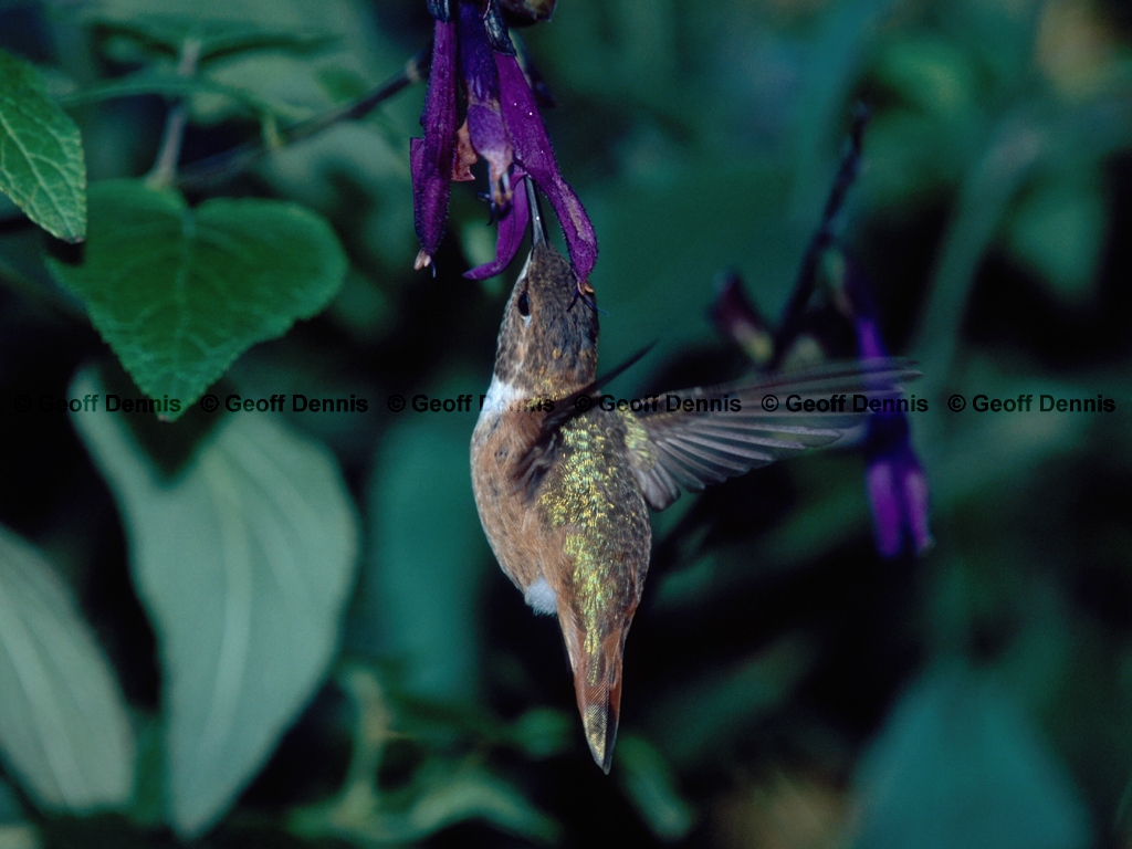 RUHU-4-AA_Rufous-Hummingbird
