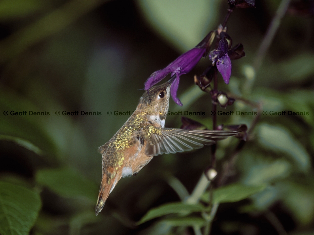 RUHU-4-AD_Rufous-Hummingbird