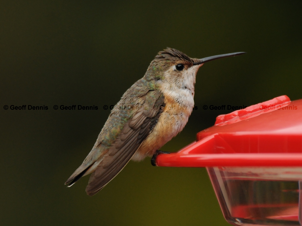 RUHU-14-AA_Rufous-type-Hummingbird