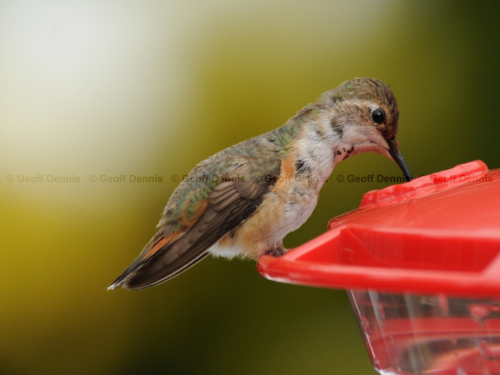 RUHU-14-AE_Rufous-type-Hummingbird