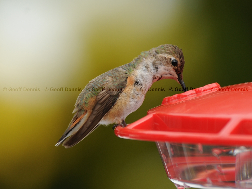 RUHU-14-AF_Rufous-type-Hummingbird