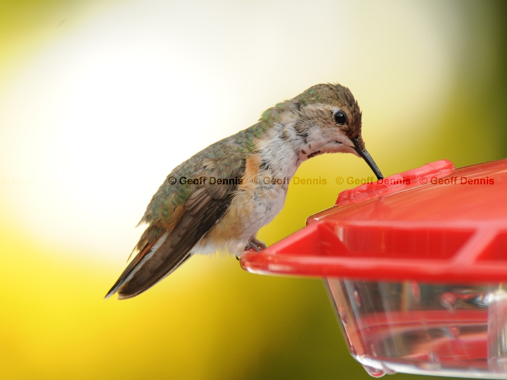 RUHU-14-AG_Rufous-type-Hummingbird