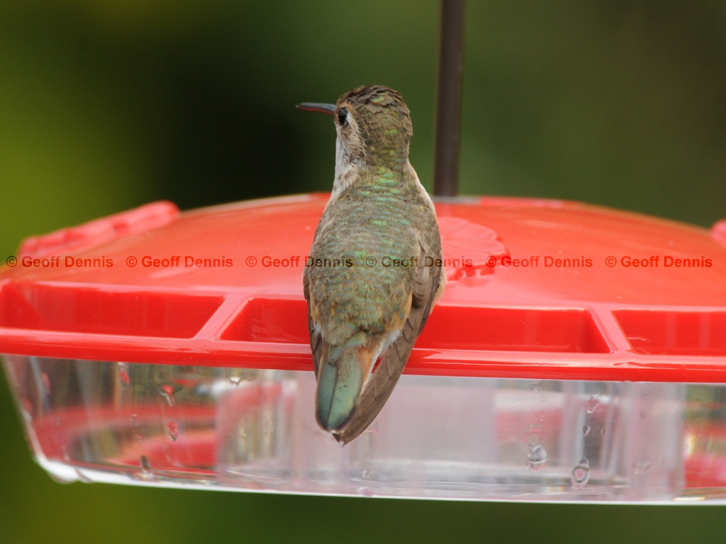 RUHU-14-AJ_Rufous-type-Hummingbird