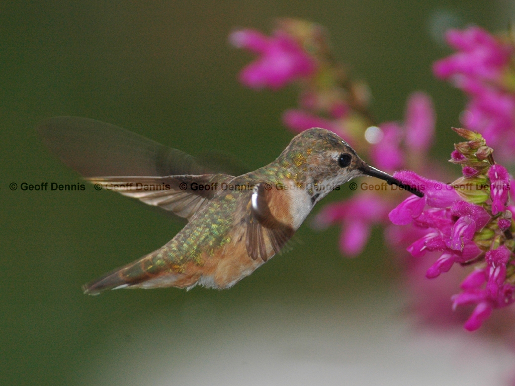 RUHU-9-AD_Rufous-Hummingbird