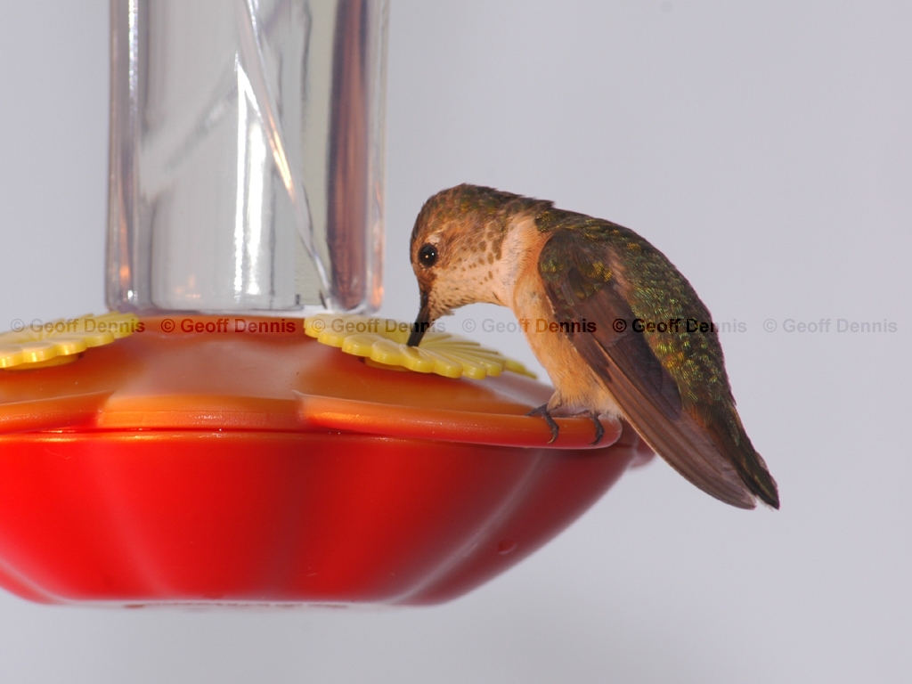 RUHU-9-AF_Rufous-Hummingbird