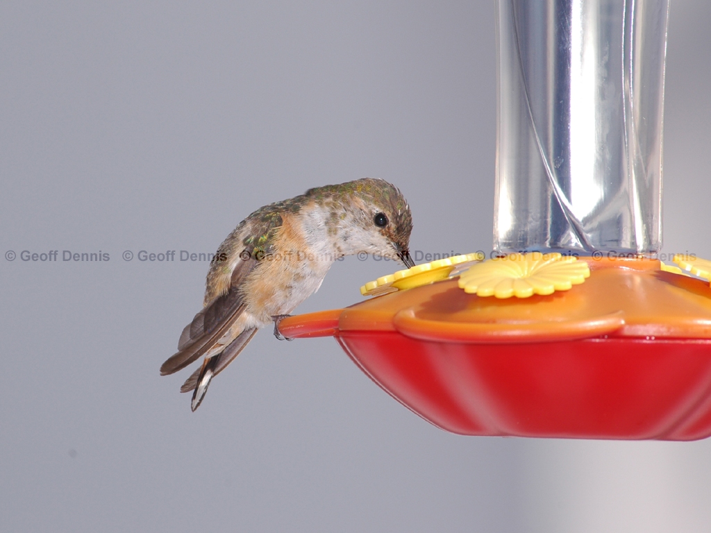 RUHU-9-AJ_Rufous-Hummingbird