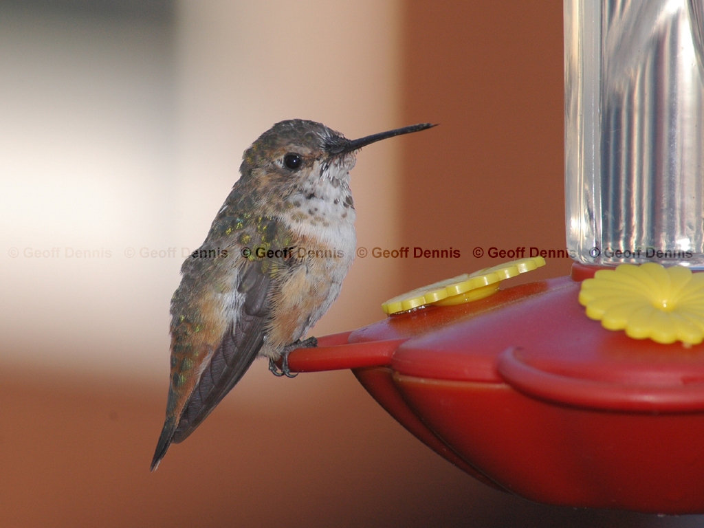 RUHU-9-AL_Rufous-Hummingbird