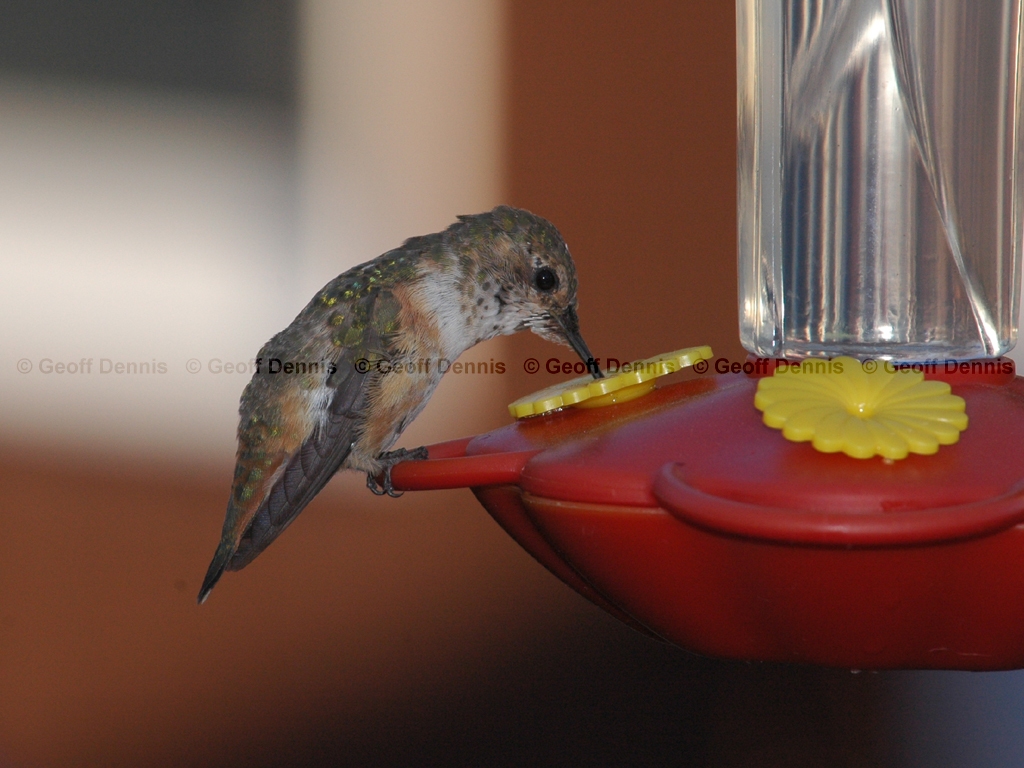 RUHU-9-AM_Rufous-Hummingbird