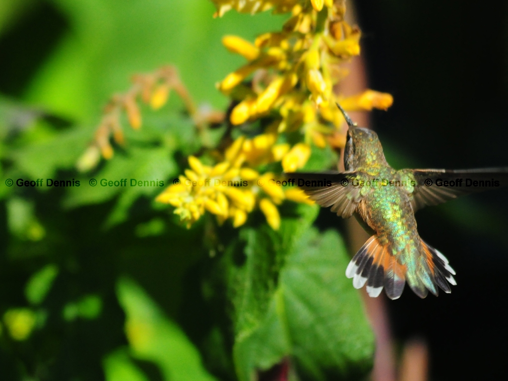 RUHU-19-AB_Rufous-type-Hummingbird