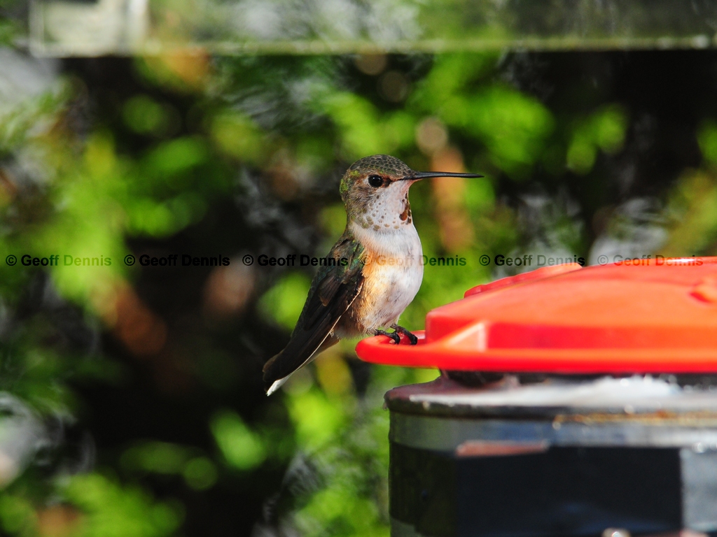 RUHU-19-AF_Rufous-type-Hummingbird