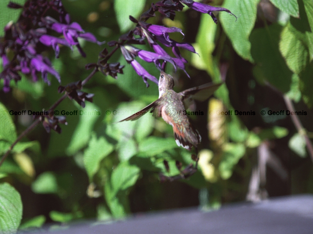RUHU-1-AB_Rufous-Hummingbird