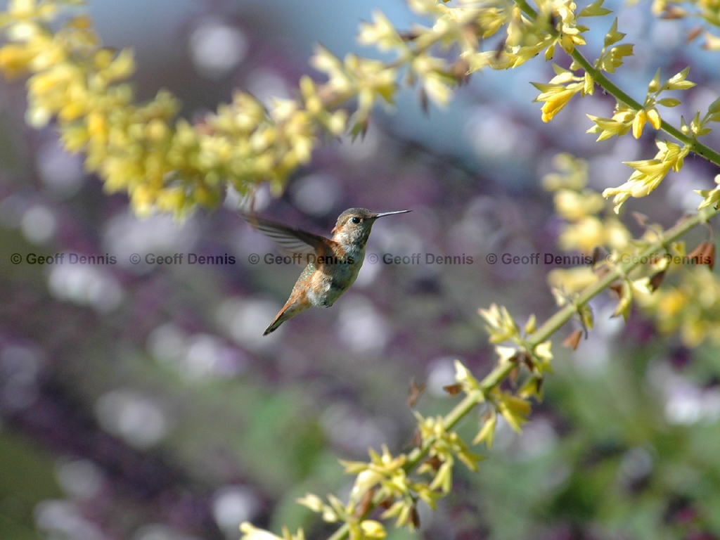 RUHU-7-AA_Rufous-Hummingbird