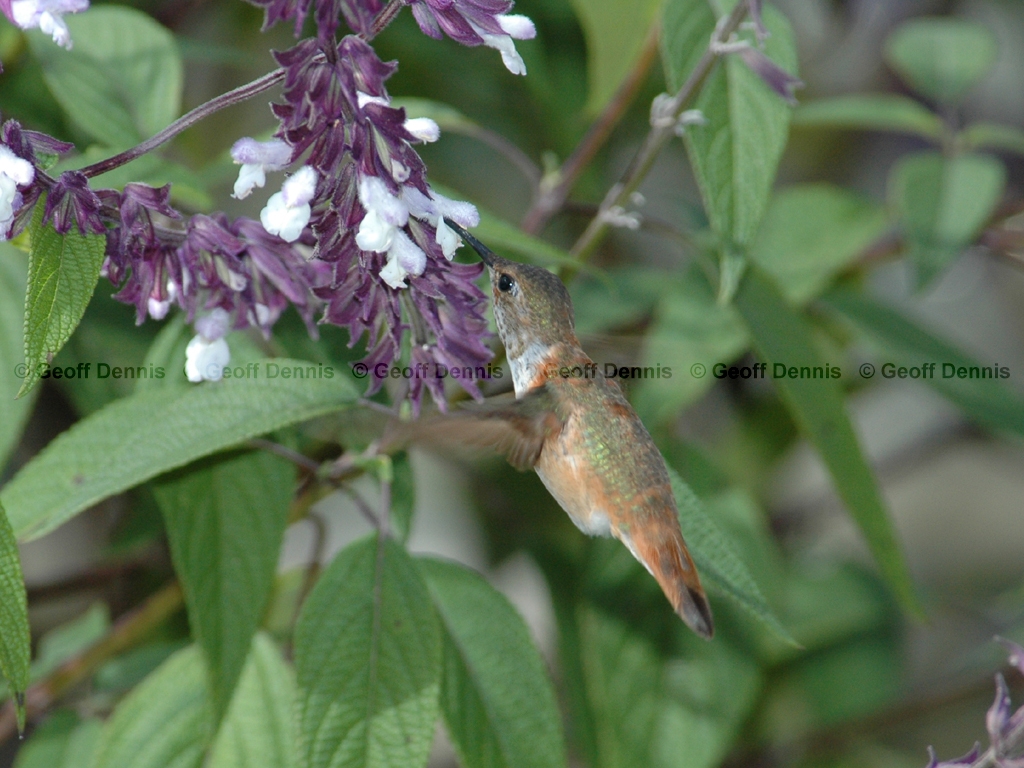 RUHU-7-AF_Rufous-Hummingbird