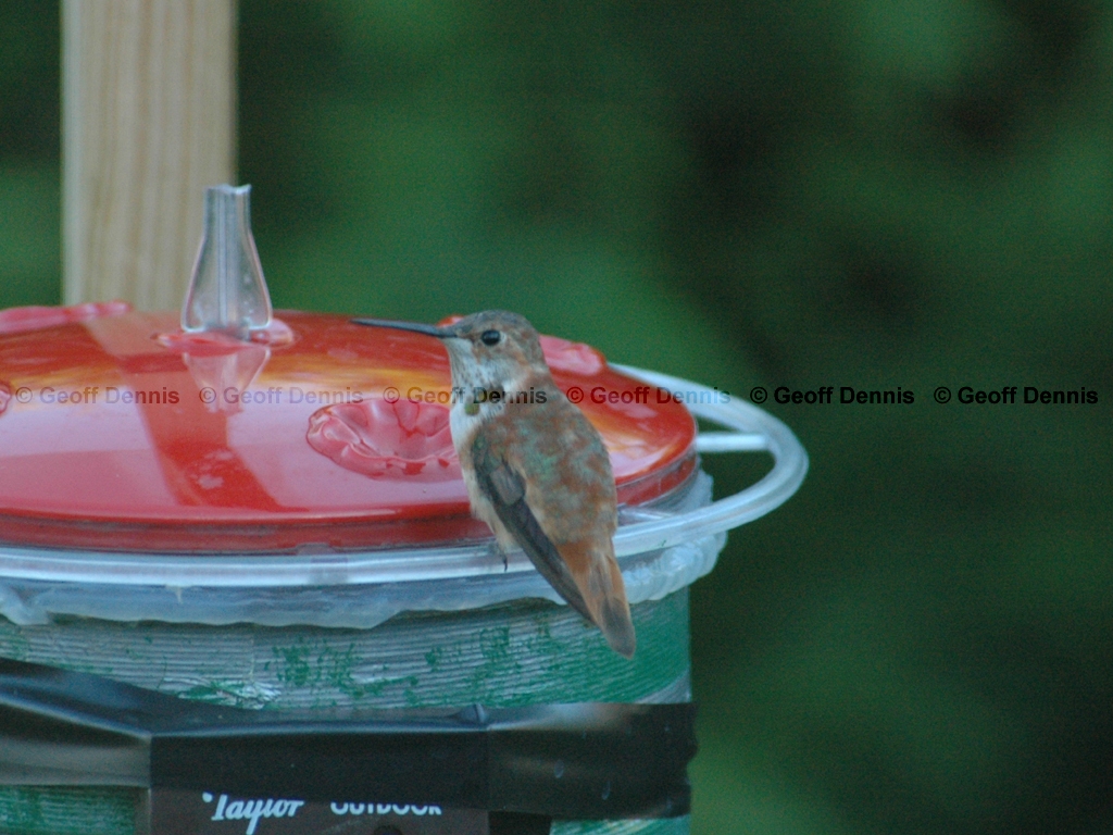 RUHU-7-AL_Rufous-Hummingbird