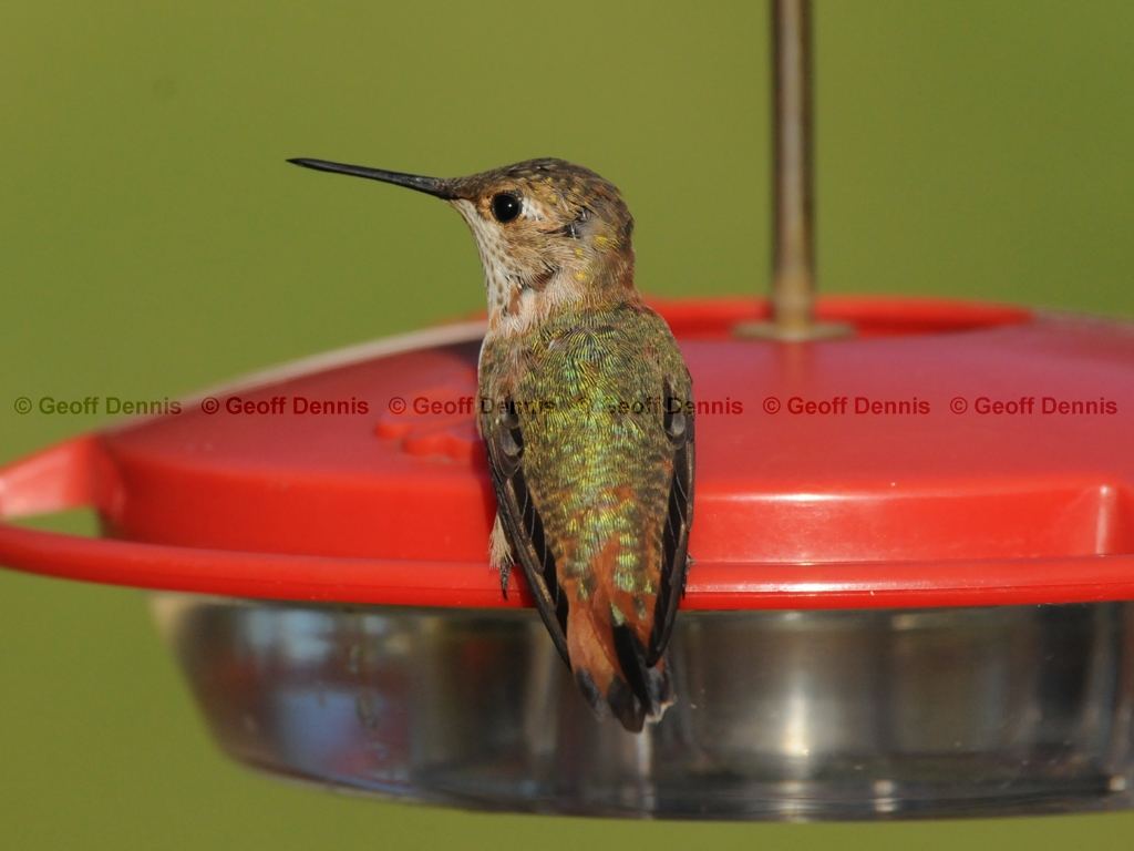 RUHU-17-AE_Rufous-type-Hummingbird