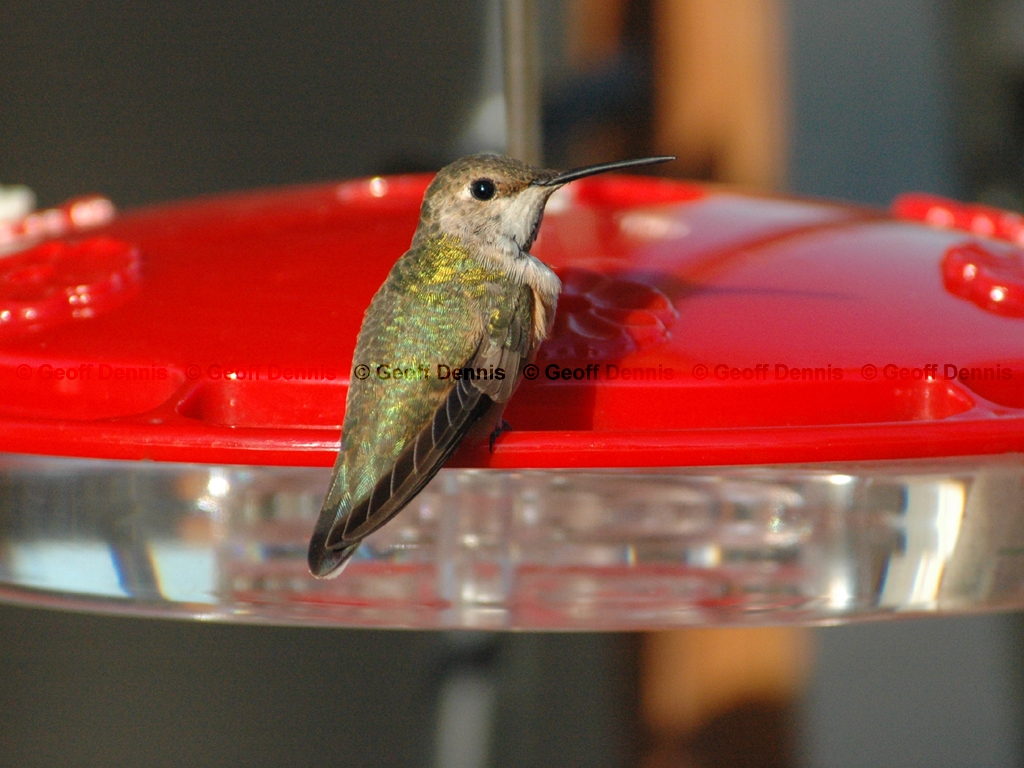 RUHU-6-AI_Rufous-type-Hummingbird