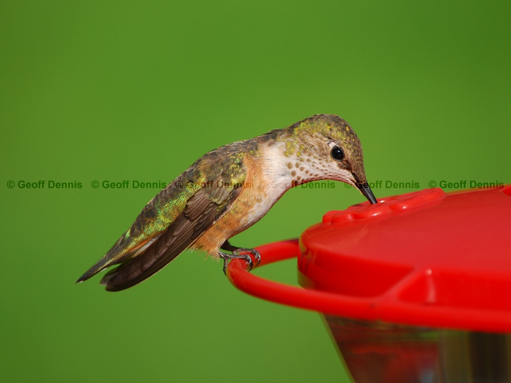 RUHU-16-AD_Rufous-type-Hummingbird